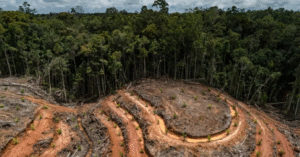 Pemecahan Problematik Barang Perkebunan Penting