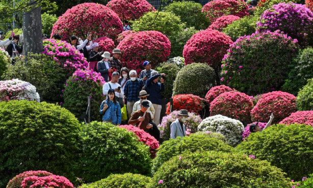 Melihat Azalea Bermekaran Di Kuil Nezu Jepang
