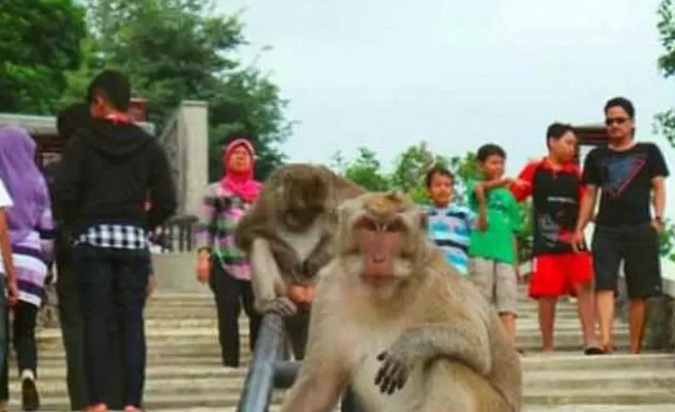 Serunya Interaksi Turis Serta Monyet Di Goa Kreo