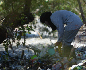 Pencemaran Plastik Dapat Menimbulkan Kekalahan Restorasi Mangrove